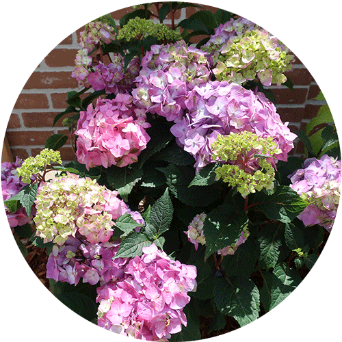 Several pink and purple hydrangea blooms.